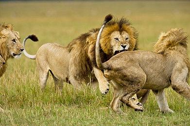 《荒野大镖客2》PC新MOD 加入世界随机活动